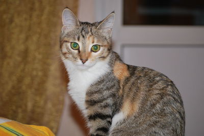 Close-up portrait of tabby cat