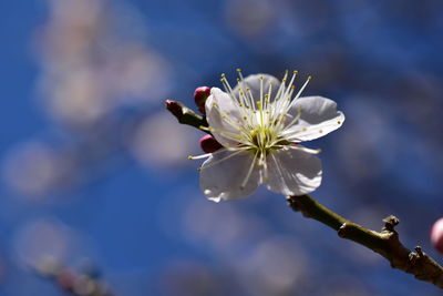 Close-up of white cherry blossom