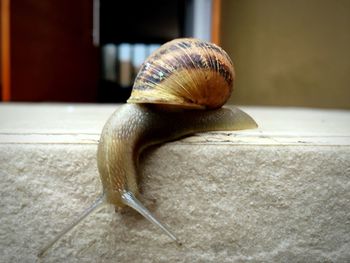 Close-up of snail on retaining wall