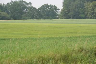 Scenic view of agricultural field