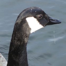 Close up of a bird