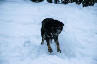 Dog on snow