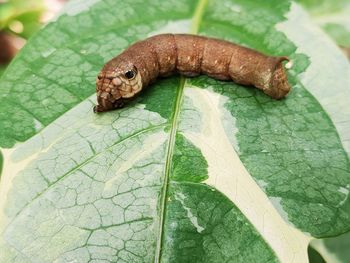 Close-up of insect on leaf