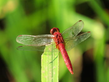 Close-up of dragonfly on leaf