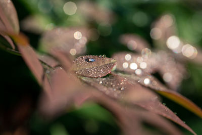 Sunlight falling on wet leaves during rainy season