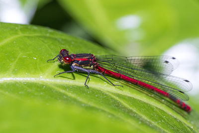 Close-up of insect on leaf