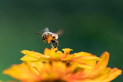 Close-up of bee pollinating on flower