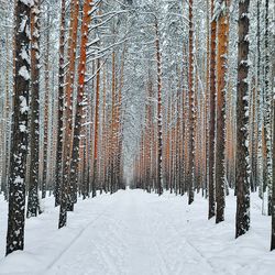 Pine trees in forest during winter