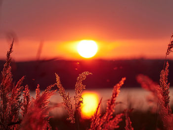 Close-up of plants against sky during sunset