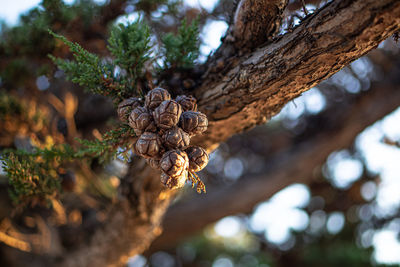 Low angle view of pine cone on tree