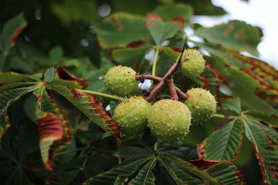 Close-up of fruits growing on tree