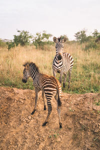 Zebra standing on field