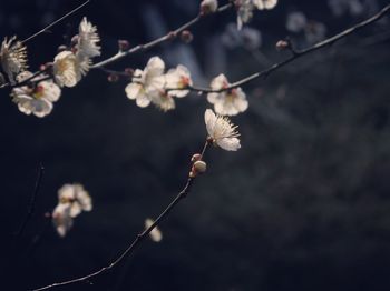 Close-up of flower buds