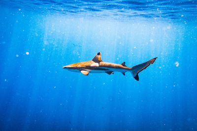 Man swimming in sea