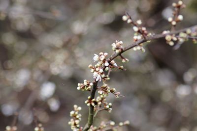 Close-up of cherry blossoms in spring