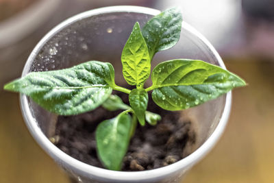 Vegetable sprouts. growing young pepper seedlings in cups.