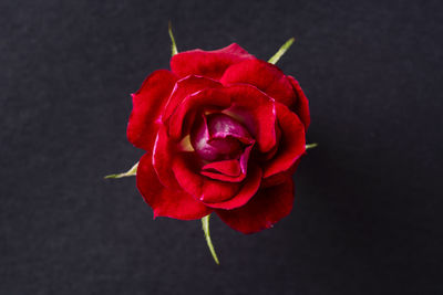 Close-up of red rose against black background