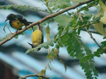 bird