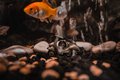 High angle view of fish in water