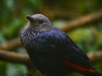 Close-up of bird perching outdoors