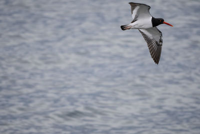 Low angle view of seagulls flying over sea