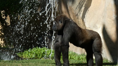 Elephant drinking water