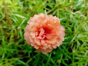 Close-up of flower on field