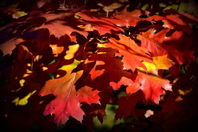 Close-up of maple leaves on tree during autumn