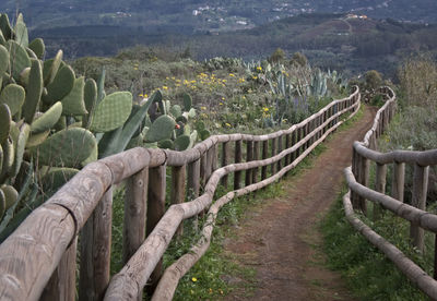 Scenic view of agricultural field