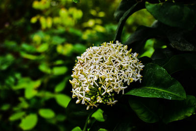 Close-up of flowering plant