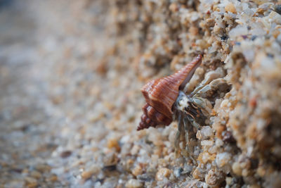 Close-up of crab in sea