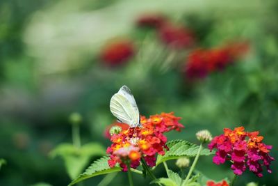 Close-up of butterfly on red flower