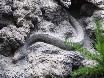 Close-up of lizard on rock