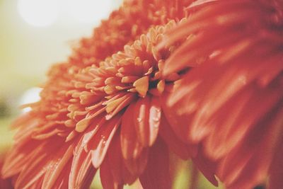Close-up of red flowers
