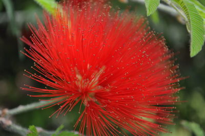 Close-up of red flowering plant