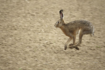 Side view of deer running on beach