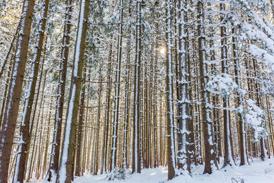 Pine trees in forest during winter