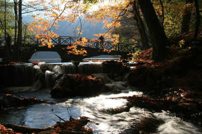 Stream flowing through forest