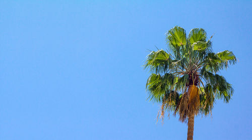 Low angle view of coconut palm tree against clear blue sky