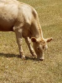 Cow grazing in field