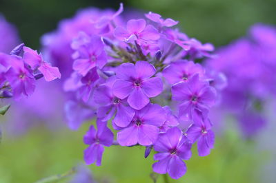 Close-up of purple flowers