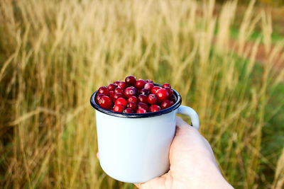 Ripe cranberries in a metal mug and autumn leaves on the grass. the concept of the autumn season