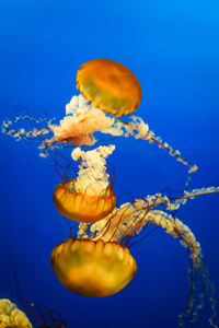 Close-up of jellyfish swimming in water