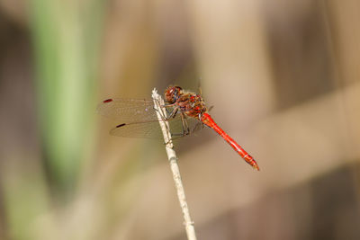 Close-up of dragonfly on plant