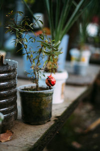 Close-up of fruit hanging on potted plant over table