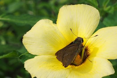 Close-up of insect on yellow flower