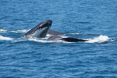 View of turtle in sea