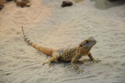 High angle view of lizard on land