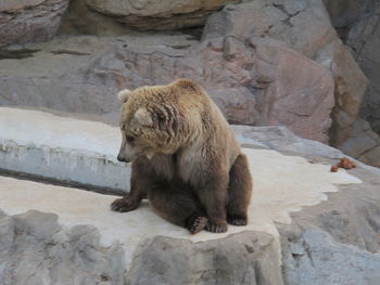 View of lion sitting on rock at zoo