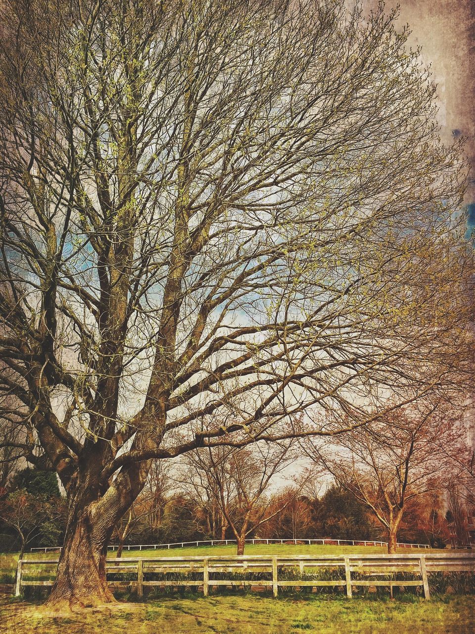 Trees in park